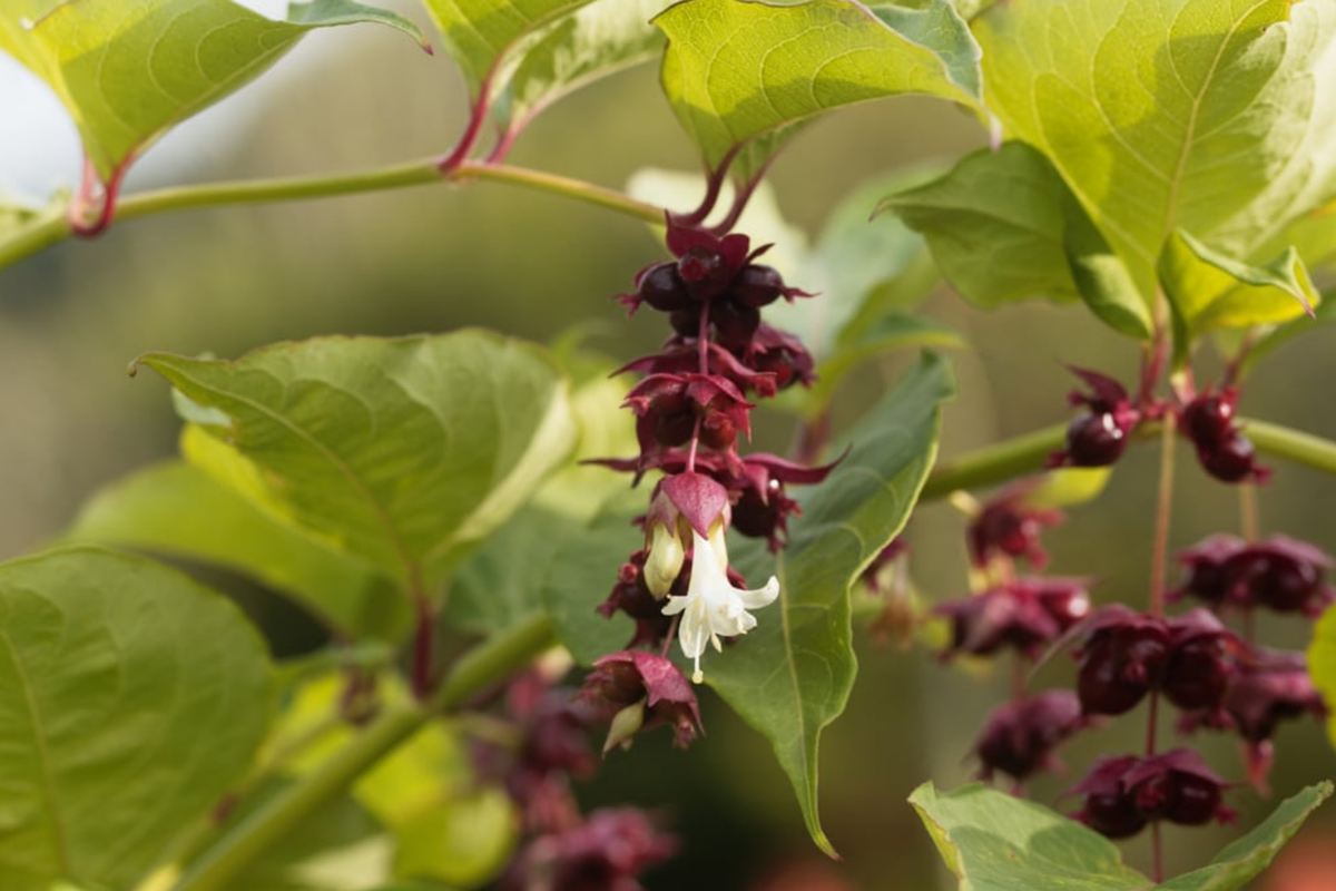 Himalayan Honeysuckle Seeds - 1000 Bulk Hardy Perennial (Leycesteria formosa) - Maries Green Garden