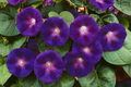 Grandpa Ott Morning Glory Seeds | 3" Deep Purple Flowers | Ipomoea purpurea | Non-GMO