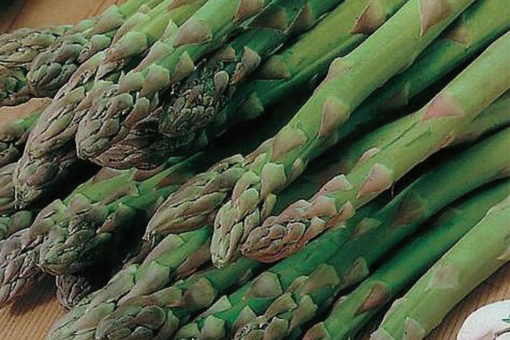 Asparagus Mary Washington 1g Seeds - Heirloom Perennial Vegetable