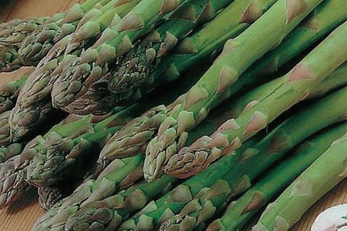 Asparagus Mary Washington 1g Seeds - Heirloom Perennial Vegetable