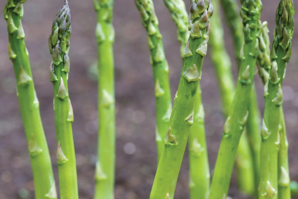Asparagus Mary Washington 1g Seeds - Heirloom Perennial Vegetable
