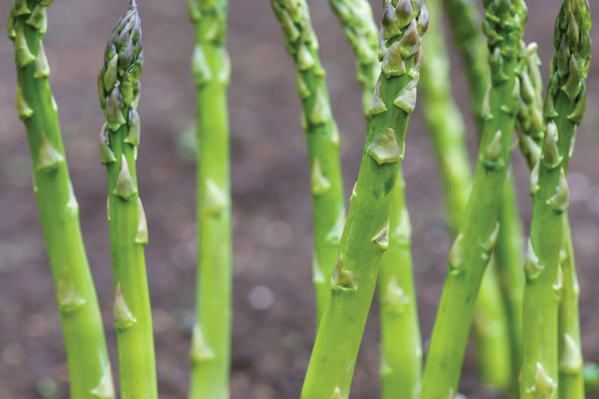 Asparagus Mary Washington 1g Seeds - Heirloom Perennial Vegetable