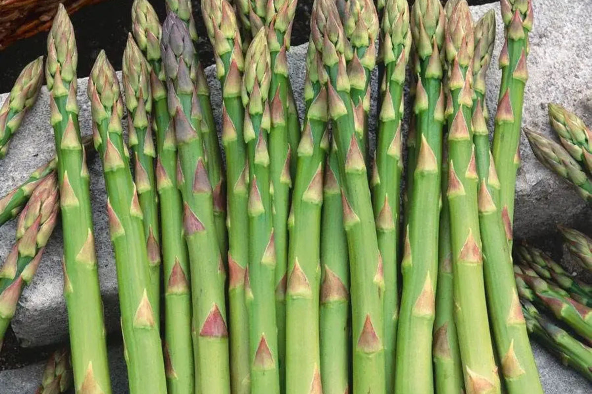 Asparagus Mary Washington 1g Seeds - Heirloom Perennial Vegetable