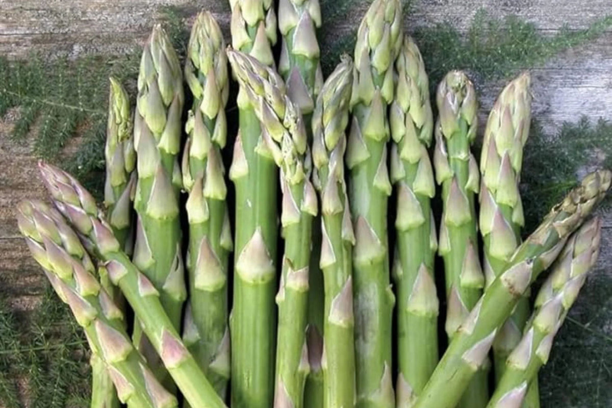 Asparagus Mary Washington 1g Seeds - Heirloom Perennial Vegetable