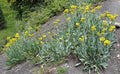 Senecio atratus Seeds - Tall Blacktip Ragwort, Native Perennial Wildflower, Pollinator-Friendly (100 Seeds)