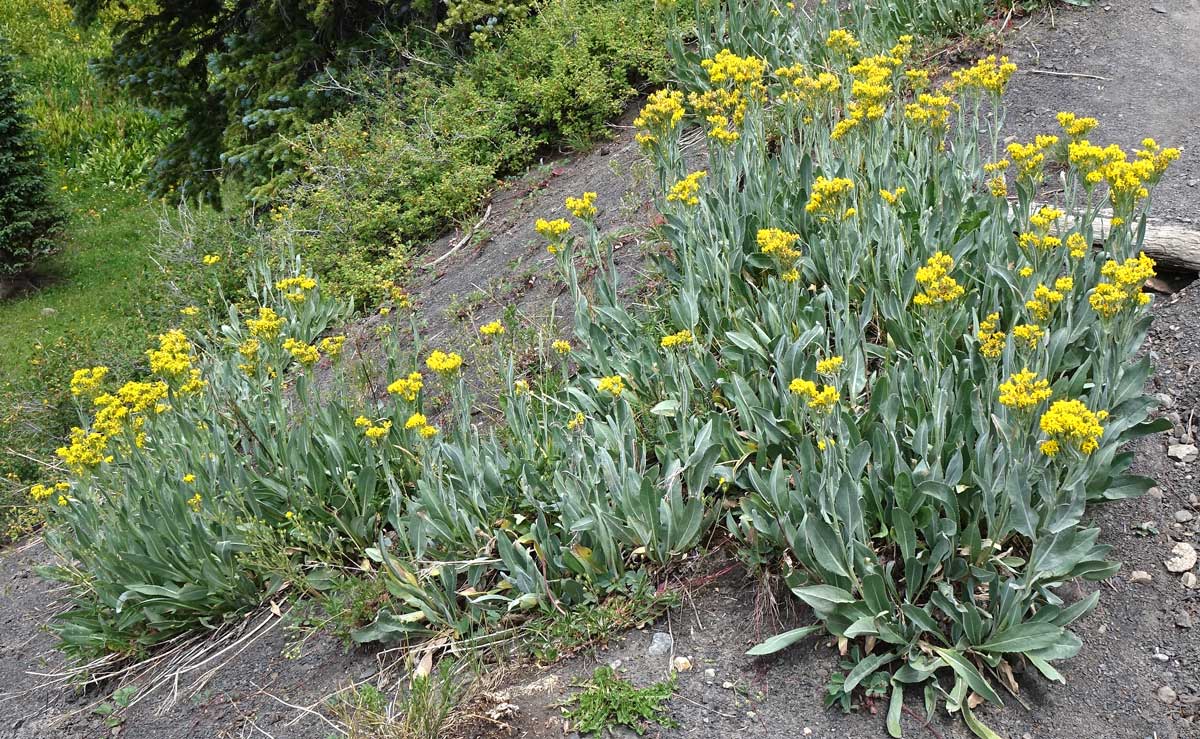 Senecio atratus Seeds - Tall Blacktip Ragwort, Native Perennial Wildflower, Pollinator-Friendly (100 Seeds)
