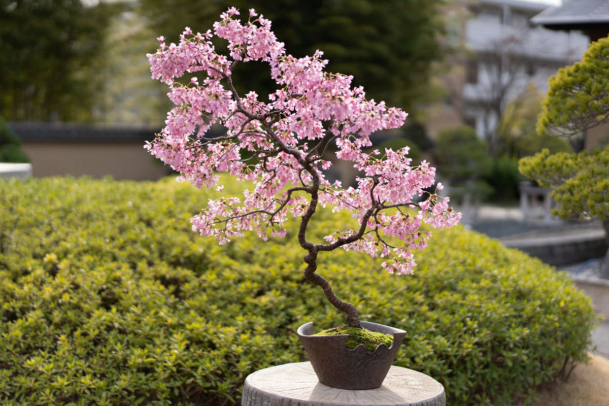 Japanese Cherry Blossom Bonsai Seeds (Prunus serrulata) - 10 Seeds