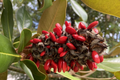 Southern Magnolia Seeds - 50 Hand-Picked Quality Seeds - Magnolia grandiflora