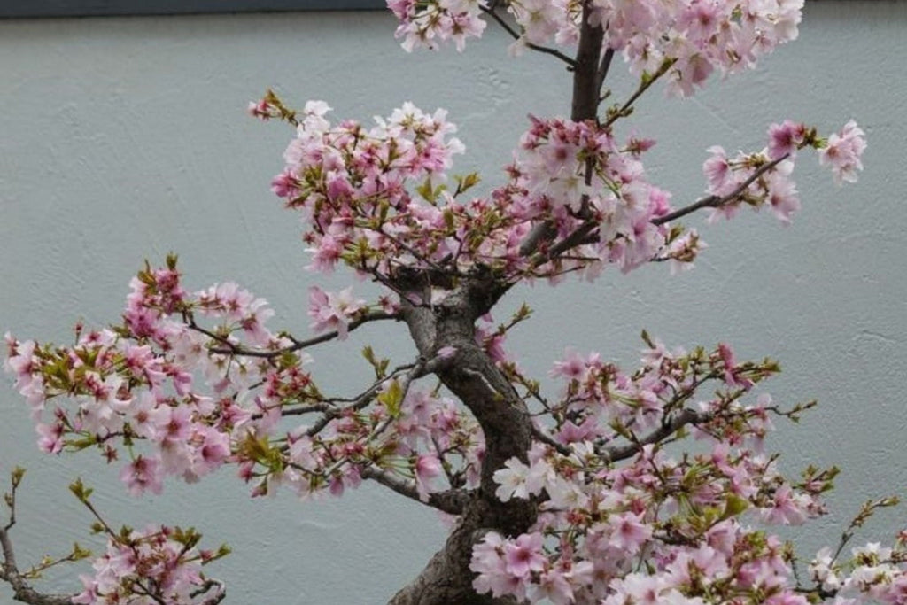 Japanese Cherry Blossom Bonsai Seeds (Prunus serrulata) - 10 Seeds