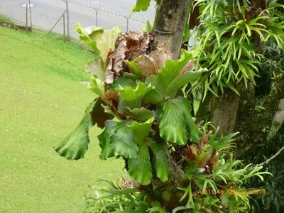 Staghorn Fern Live Mounted in 6-Inch Pot | Platycerium bifurcatum