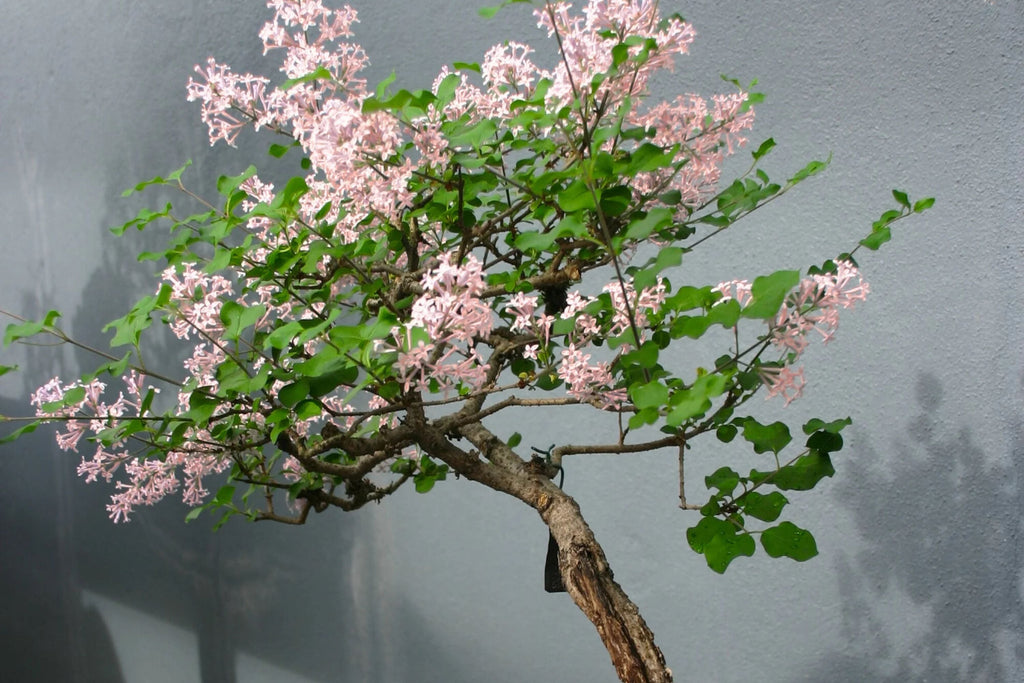 Japanese Cherry Blossom Bonsai Seeds (Prunus serrulata) - 10 Seeds
