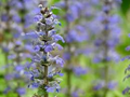 Ajuga reptans 'Chocolate Chip' - 4-Inch Live Plant