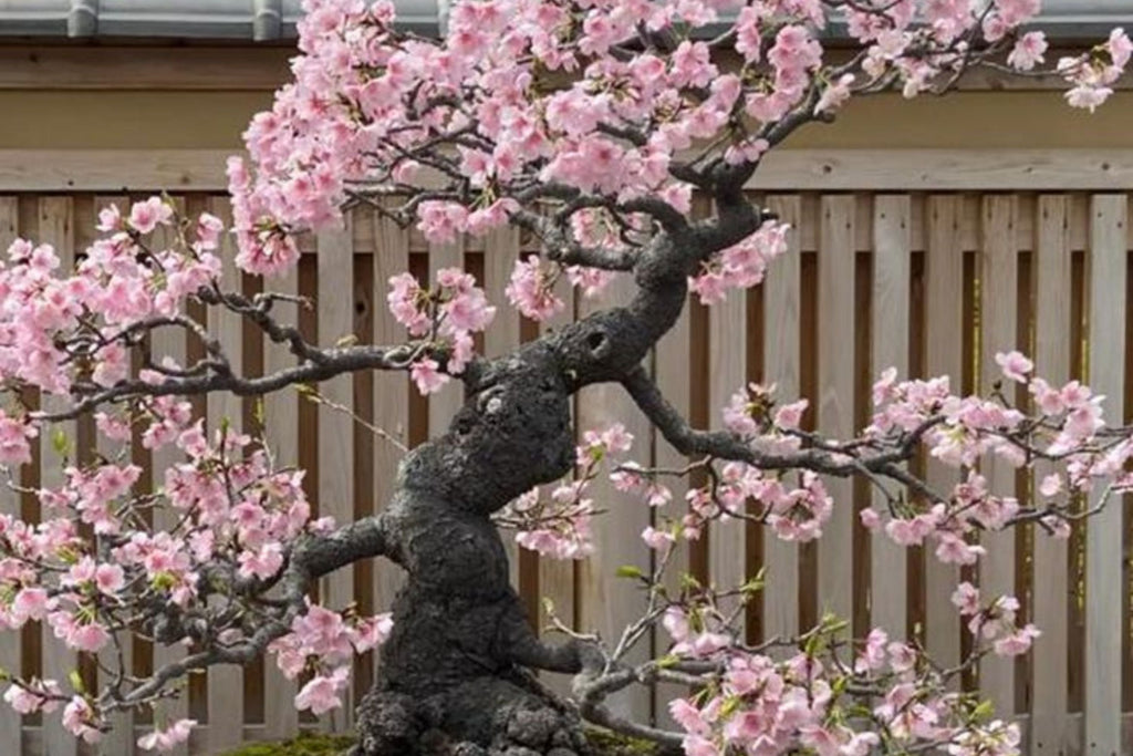 Japanese Cherry Blossom Bonsai Seeds (Prunus serrulata) - 10 Seeds