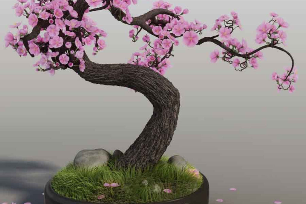 Japanese Cherry Blossom Bonsai Seeds (Prunus serrulata) - 10 Seeds