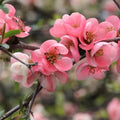 Pink Flowering Quince Tree (Chaenomeles speciosa) Bare Root Sapling – Spring Blooming Shrub