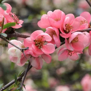 Pink Flowering Quince Tree (Chaenomeles speciosa) Bare Root Sapling – Spring Blooming Shrub
