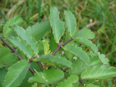 Leaf of Life Kalanchoe pinnata - 2 Live Starter Plants, 6–8" tall