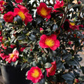 Yuletide Red Camellia Sasanqua Starter Plant (Bareroot) – Winter-Blooming Evergreen