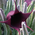 Black Bell Stapelia Live Starter Plant Bareroot – Huernia leendertziae / Stapelia Black Bell