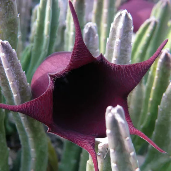 Black Bell Stapelia Live Starter Plant Bareroot – Huernia leendertziae / Stapelia Black Bell