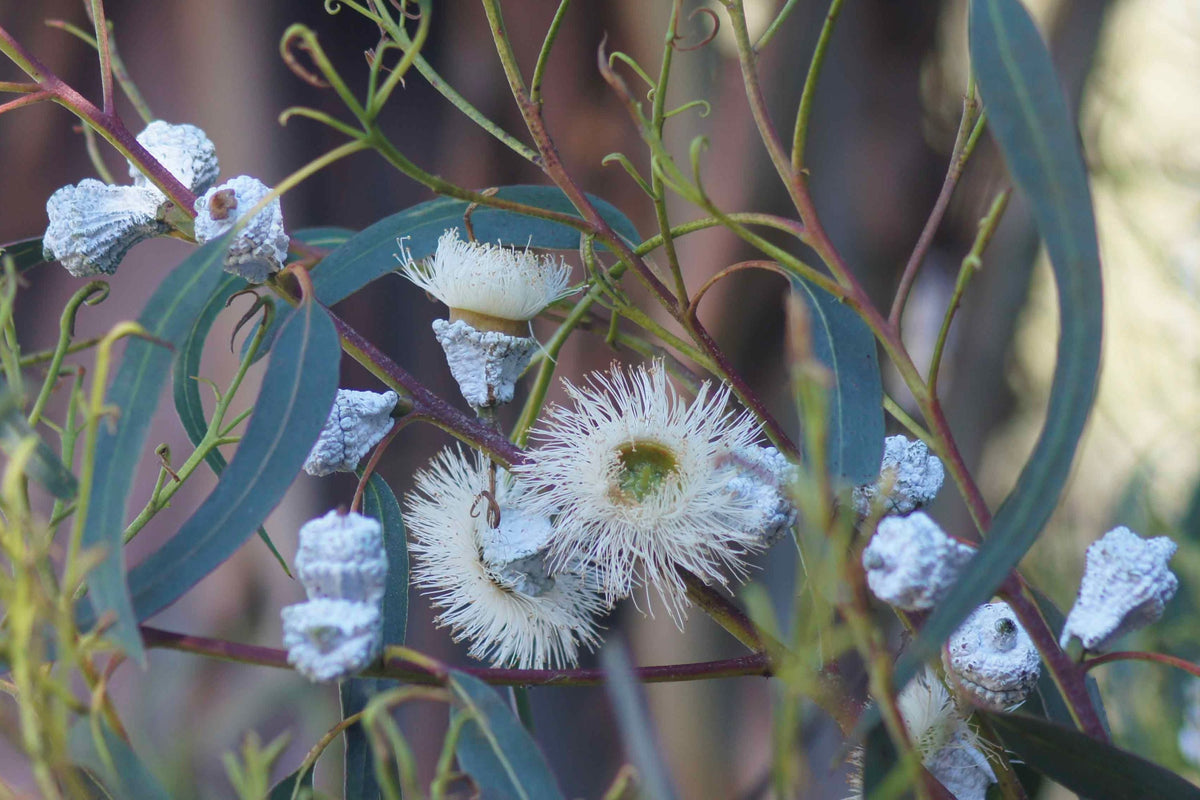 Blue Gum Eucalyptus Starter Plant (Eucalyptus globulus) - 1?-2? Tall Live Plant