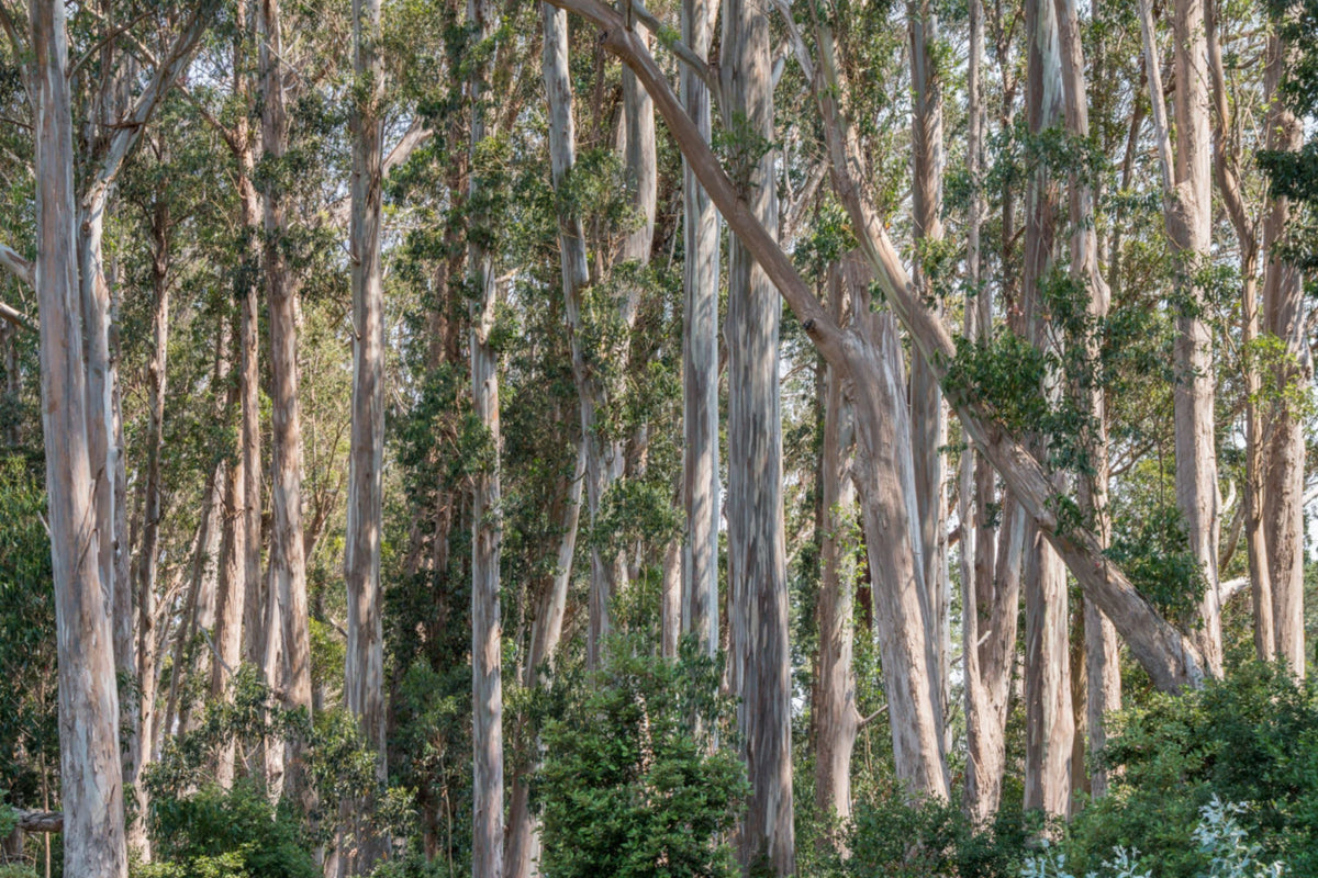Blue Gum Eucalyptus Starter Plant (Eucalyptus globulus) - 1?-2? Tall Live Plant