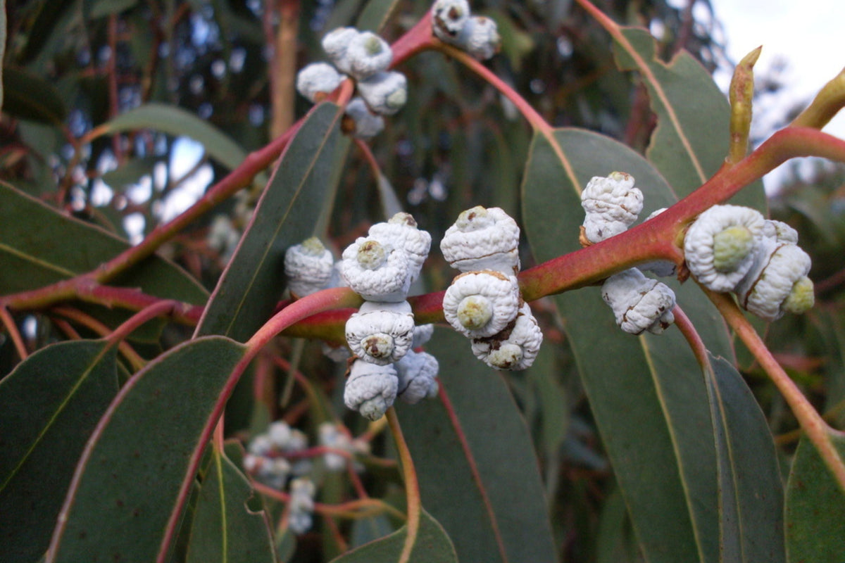 Blue Gum Eucalyptus Starter Plant (Eucalyptus globulus) - 1?-2? Tall Live Plant