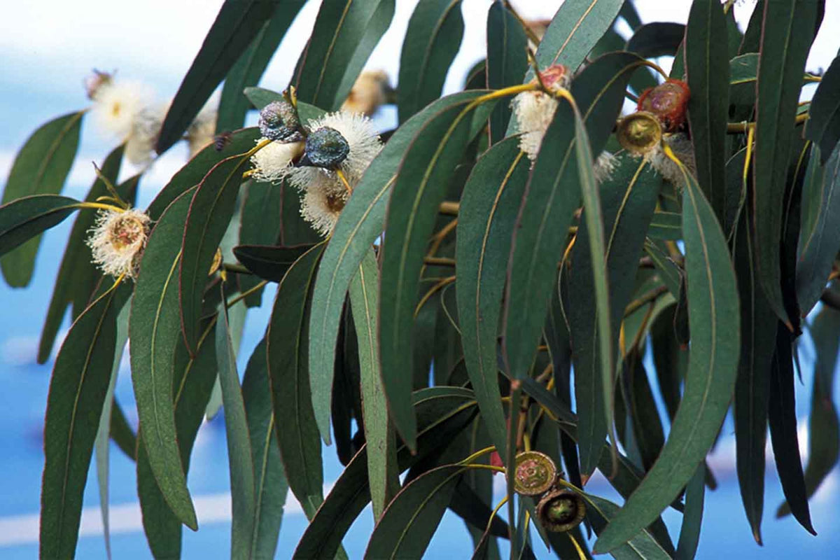 Blue Gum Eucalyptus Starter Plant (Eucalyptus globulus) - 1?-2? Tall Live Plant