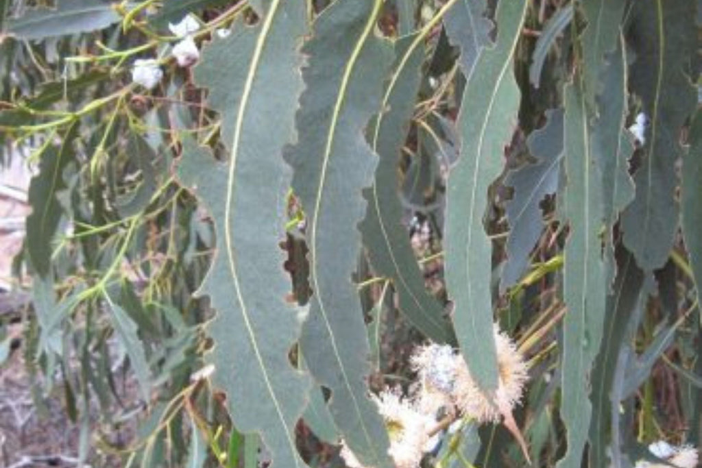 Blue Gum Eucalyptus Starter Plant (Eucalyptus globulus) - 1?-2? Tall Live Plant