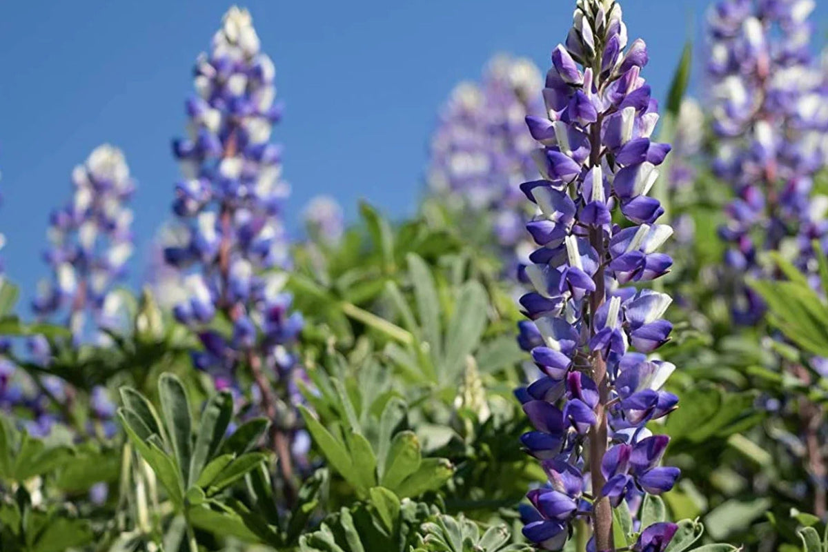 Arroyo Lupine Seeds (Lupinus succulentus) - 24-48 in, Purple-Blue & White Blooms, Drought Tolerant, Non-GMO
