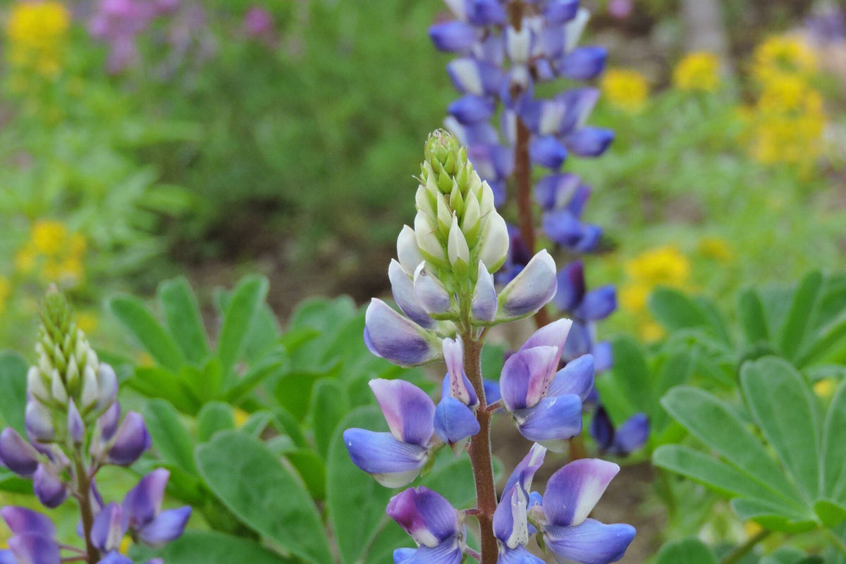 Arroyo Lupine Seeds (Lupinus succulentus) - 24-48 in, Purple-Blue & White Blooms, Drought Tolerant, Non-GMO