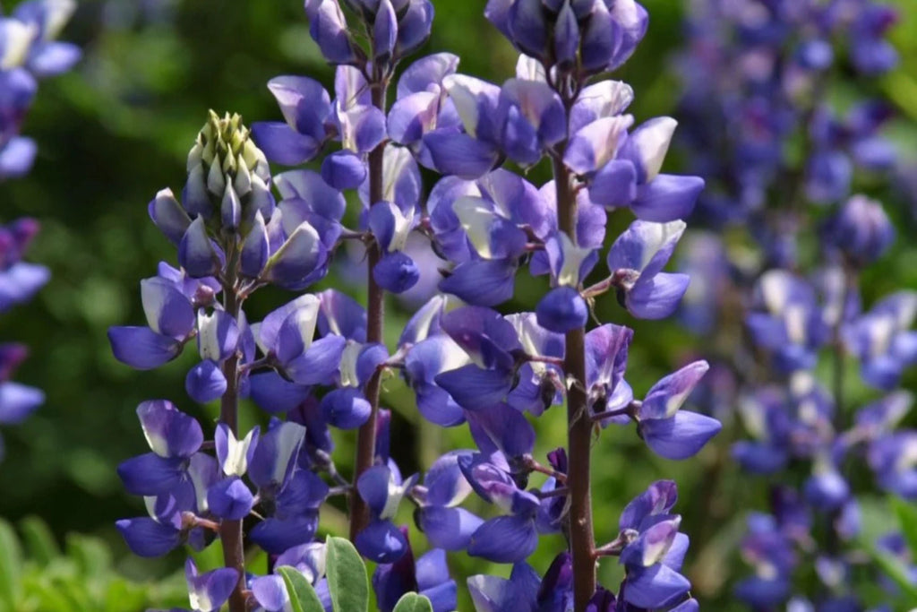 Arroyo Lupine Seeds (Lupinus succulentus) - 24-48 in, Purple-Blue & White Blooms, Drought Tolerant, Non-GMO