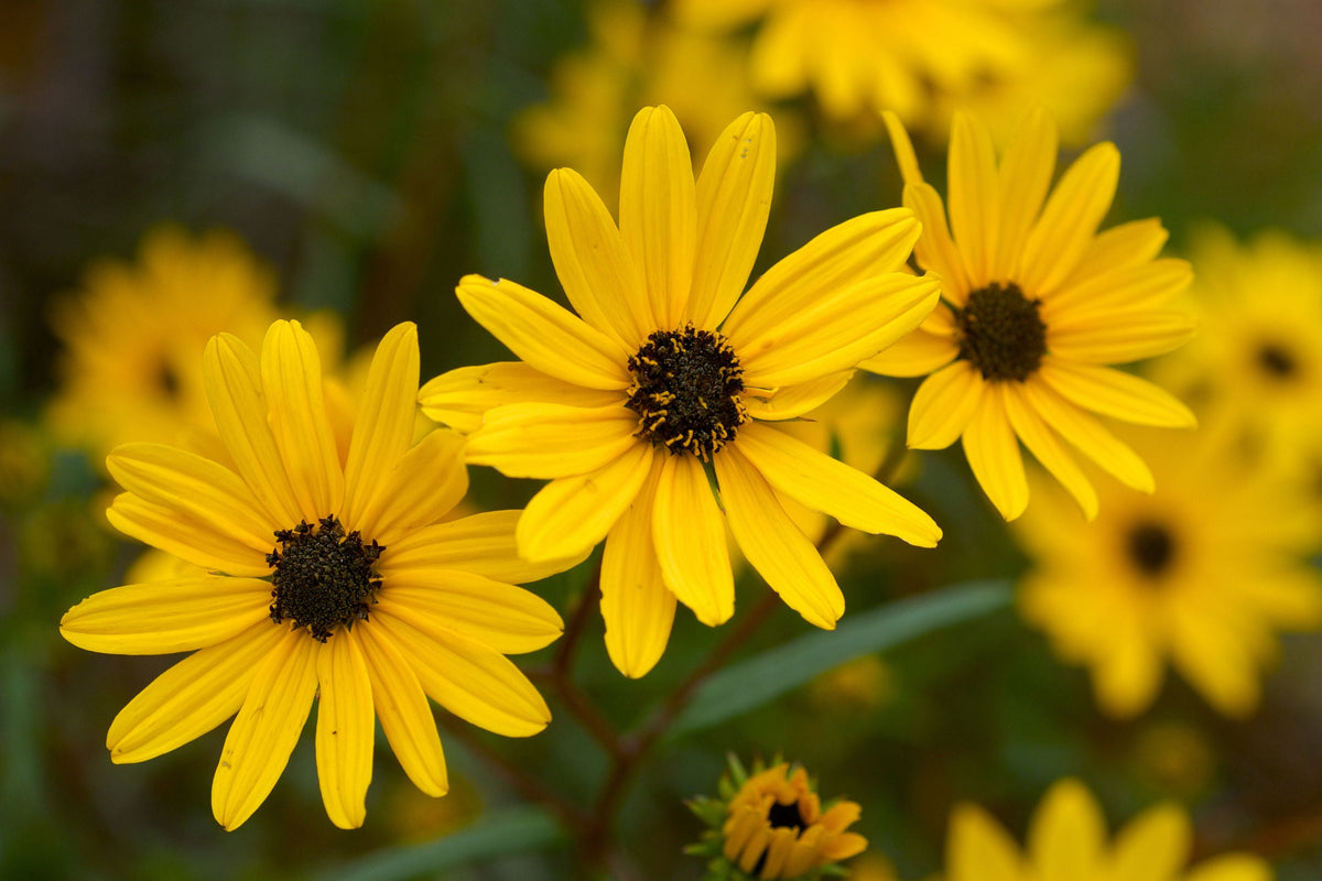 Helianthus Angustifolius (Narrowleaf Swamp Sunflower) Seeds – 200 Seeds, Native Pollinator Perennial