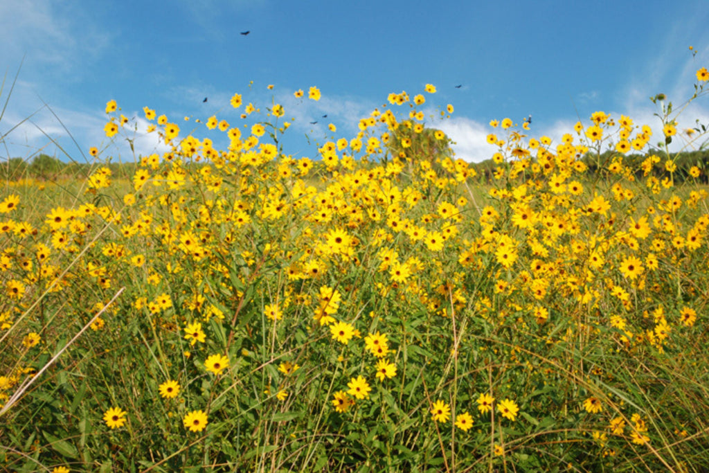 Helianthus Angustifolius (Narrowleaf Swamp Sunflower) Seeds – 200 Seeds, Native Pollinator Perennial