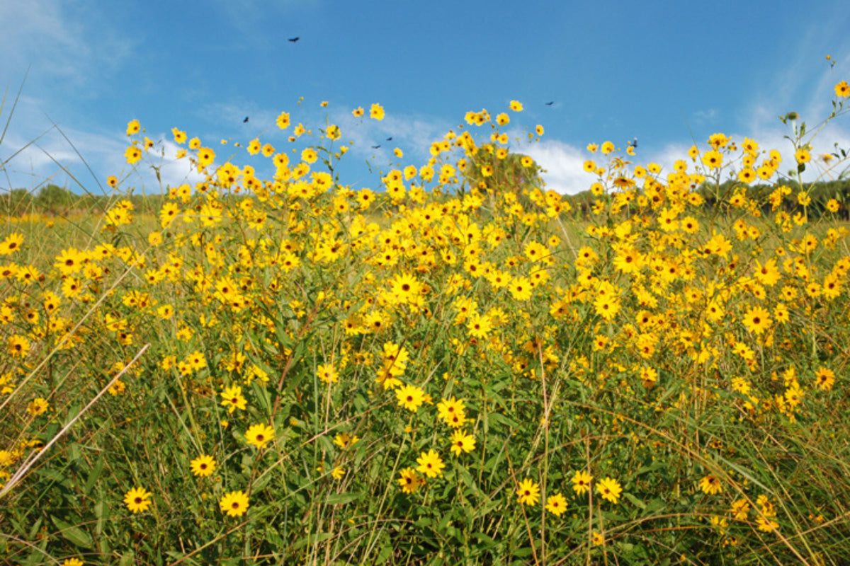 Helianthus Angustifolius (Narrowleaf Swamp Sunflower) Seeds – 200 Seeds, Native Pollinator Perennial