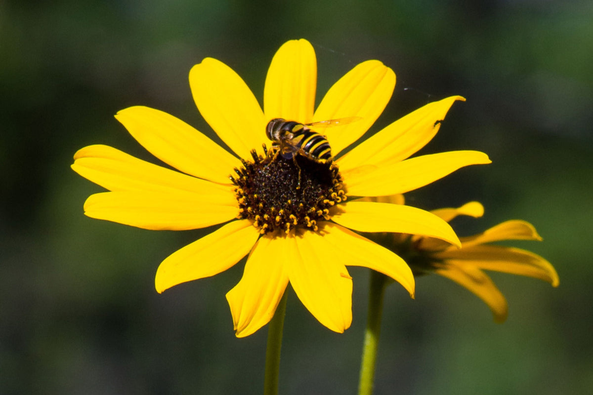 Helianthus Angustifolius (Narrowleaf Swamp Sunflower) Seeds – 200 Seeds, Native Pollinator Perennial