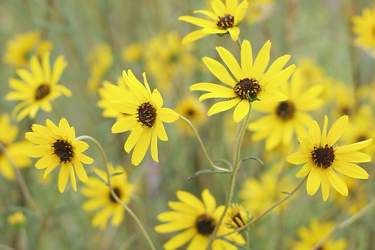 Helianthus Angustifolius (Narrowleaf Swamp Sunflower) Seeds – 200 Seeds, Native Pollinator Perennial