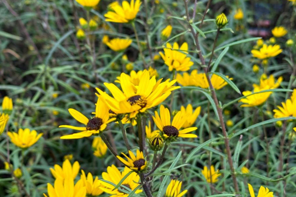 Helianthus Angustifolius (Narrowleaf Swamp Sunflower) Seeds – 200 Seeds, Native Pollinator Perennial