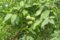 English Walnut Tree (Juglans regia) - 1 Live Bareroot Tree up to 2ft tall