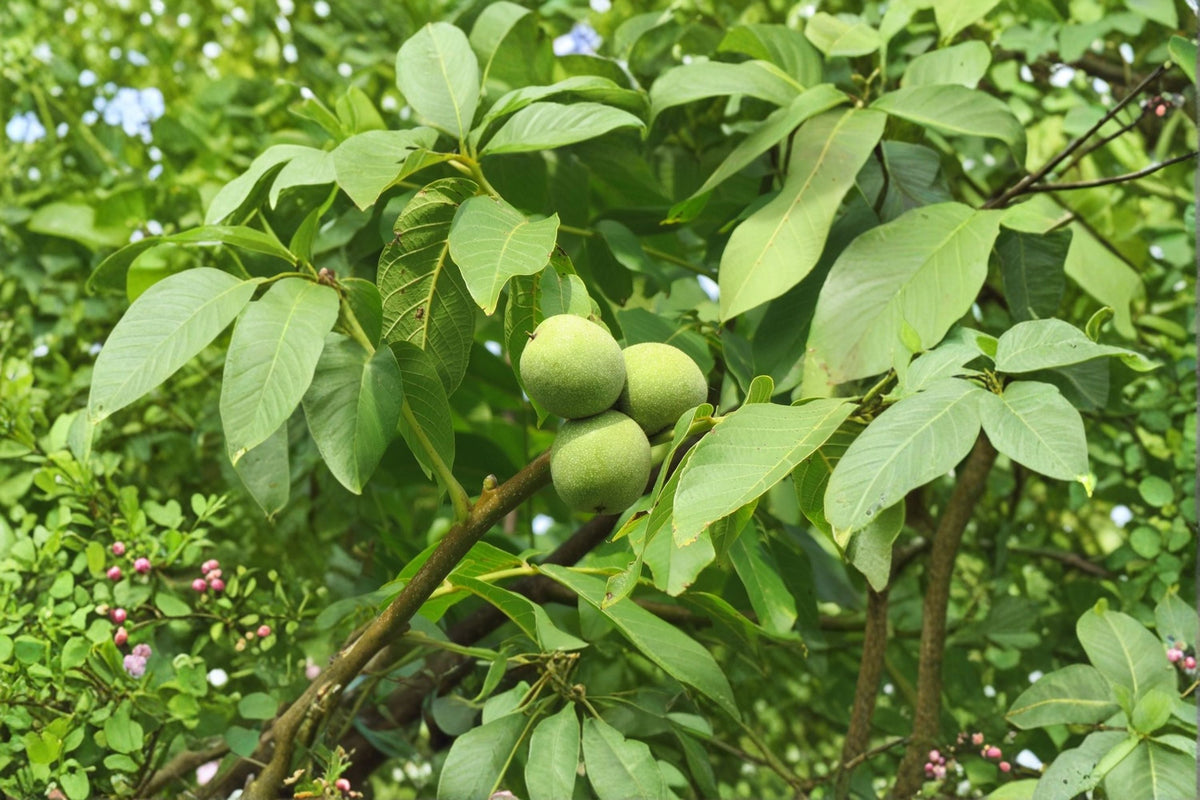English Walnut Tree (Juglans regia) - 1 Live Bareroot Tree up to 2ft tall