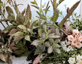 Pink Nerve Fittonia Live Plant Division - Cuttings