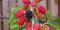 Red Mulberry Tree Morus rubra Bare Root – Native Full-Size, Cold Hardy (Zones 4–9)
