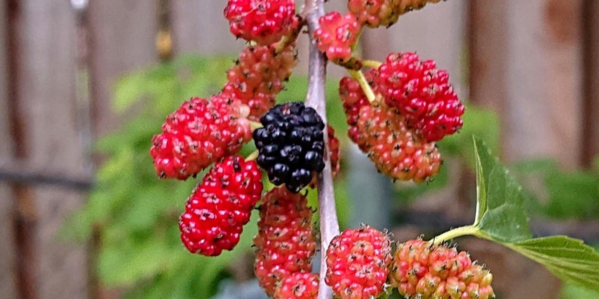 Red Mulberry Tree Morus rubra Bare Root – Native Full-Size, Cold Hardy (Zones 4–9)