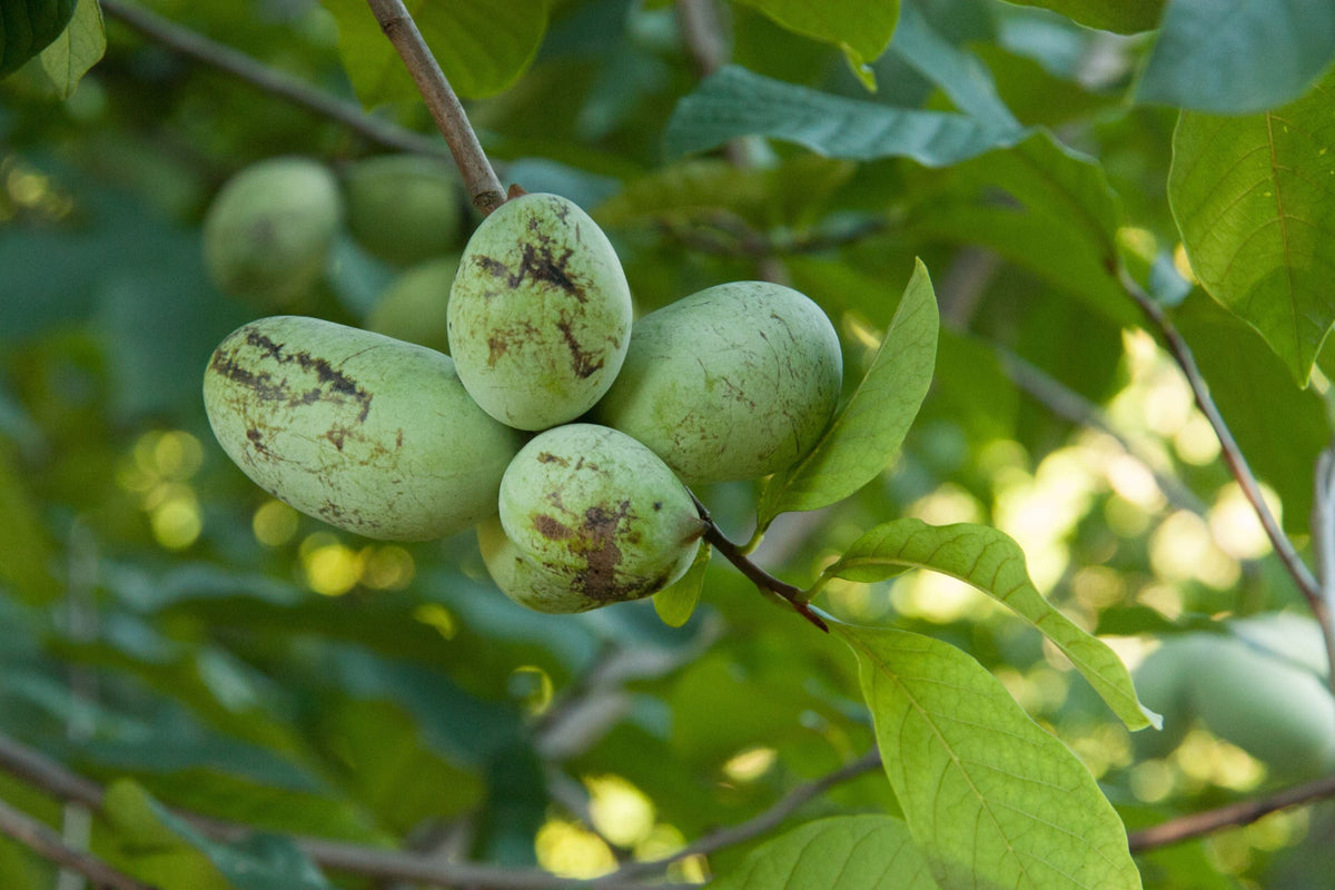 Paw Paw Tree Seeds (Asimina Triloba) - 5 Fresh Stratified Indiana Banana Seeds Ready to Plant