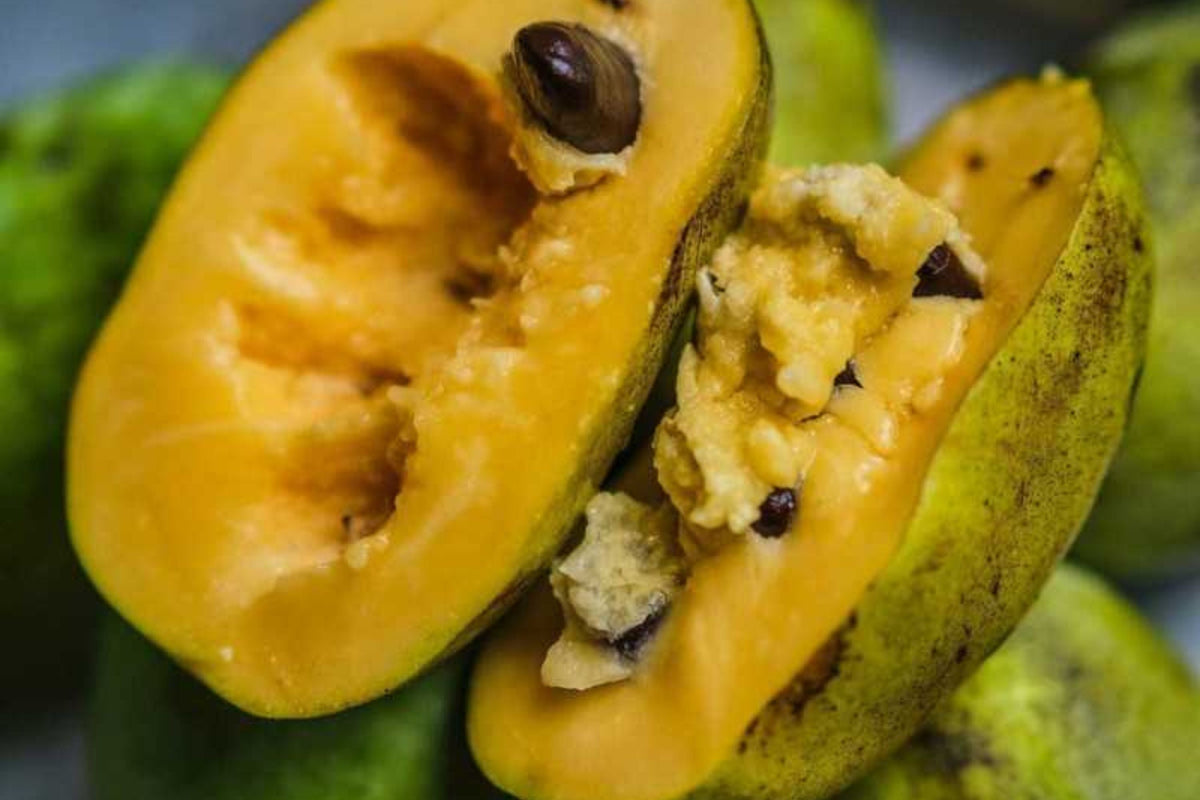 Paw Paw Tree Seeds (Asimina Triloba) - 5 Fresh Stratified Indiana Banana Seeds Ready to Plant