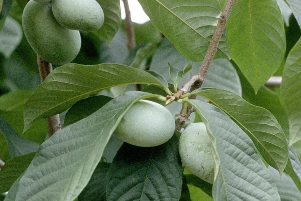 Paw Paw Tree Seeds (Asimina Triloba) - 5 Fresh Stratified Indiana Banana Seeds Ready to Plant