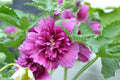 Queeny Purple Hollyhock Seeds - Magenta Flowers, Biennial, Direct Sow
