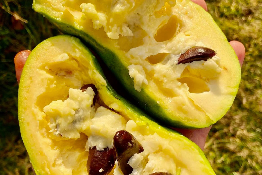 Paw Paw Tree Seeds (Asimina Triloba) - 5 Fresh Stratified Indiana Banana Seeds Ready to Plant
