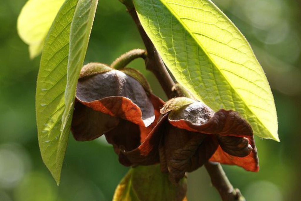 Paw Paw Tree Seeds (Asimina Triloba) - 5 Fresh Stratified Indiana Banana Seeds Ready to Plant
