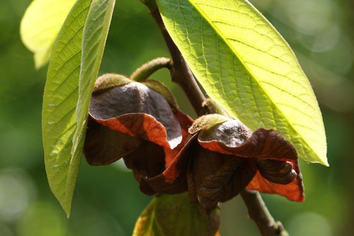 Paw Paw Tree Seeds (Asimina Triloba) - 5 Fresh Stratified Indiana Banana Seeds Ready to Plant